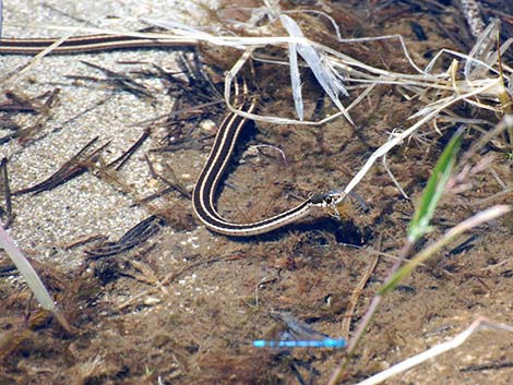 Wandering Gartersnakes (Thamnophis elegans vagrans)