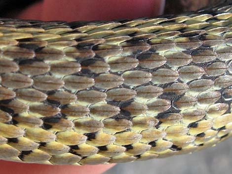 Wandering Gartersnakes (Thamnophis elegans vagrans)