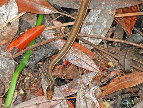 Common Gartersnake (Thamnophis sirtalis)