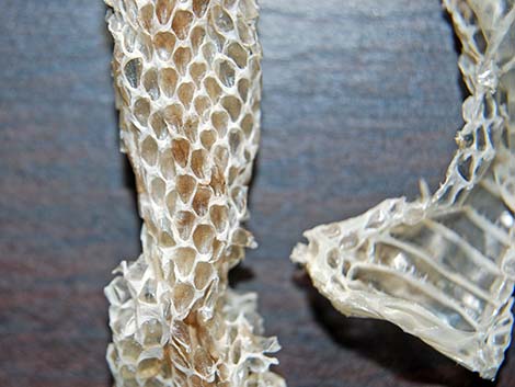 Snake Skin, Snake Shed