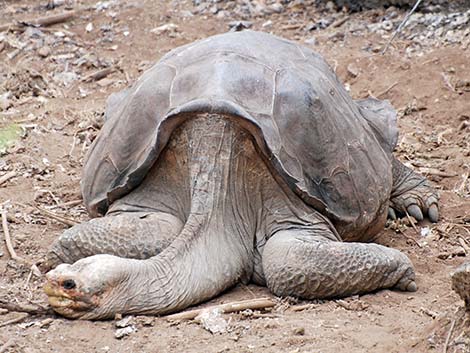 Pinta Island Tortoise (Chelonoidis nigra abingdoni)