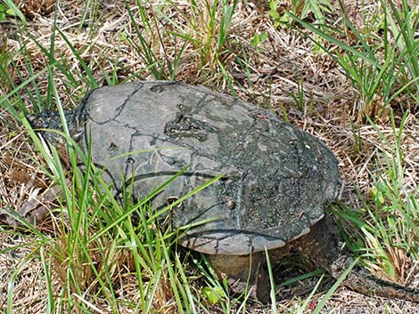 Common Snapping Turtle (Chelydra serpentina)