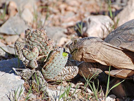 Desert Tortoise (Gopherus agassizii)