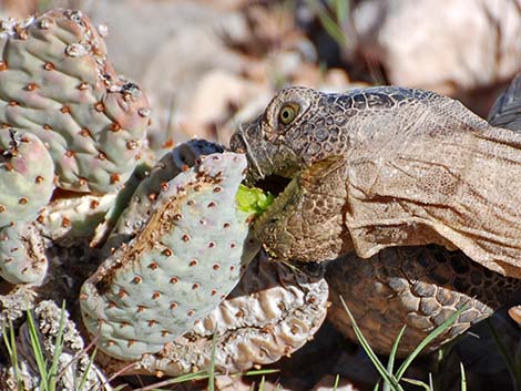 Desert Tortoise (Gopherus agassizii)