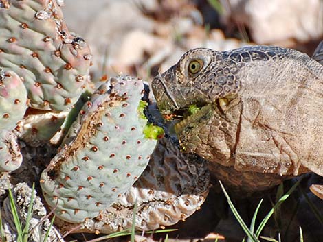 Desert Tortoise (Gopherus agassizii)