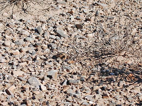 Desert Tortoise (Gopherus agassizii)