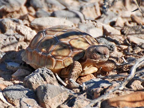 Desert Tortoise (Gopherus agassizii)