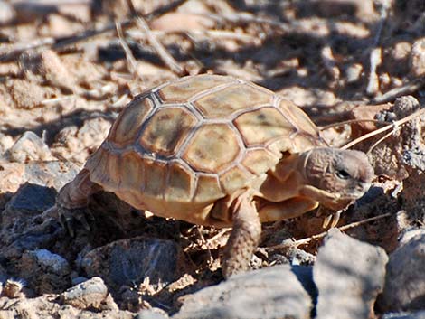 Desert Tortoise (Gopherus agassizii)