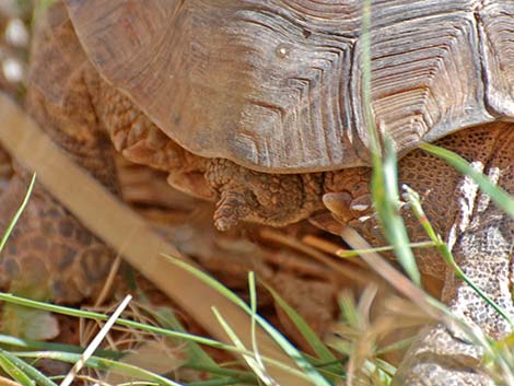 Desert Tortoise (Gopherus agassizii)