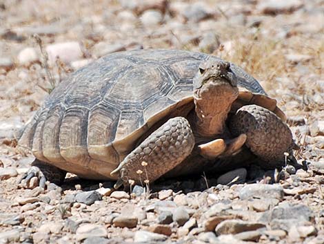 Desert Tortoise (Gopherus agassizii)