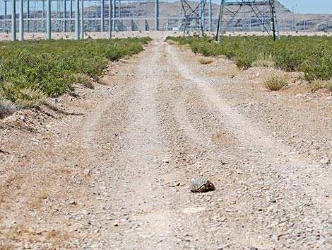 Desert Tortoise (Gopherus agassizii)