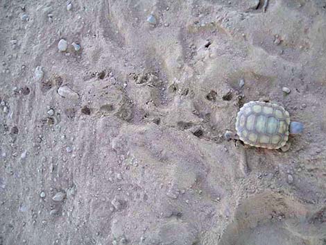 Desert Tortoise (Gopherus agassizii)