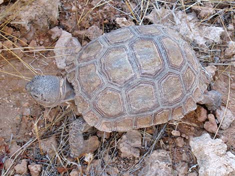 Desert Tortoise (Gopherus agassizii)