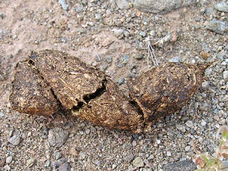 Desert Tortoise (Gopherus agassizii)