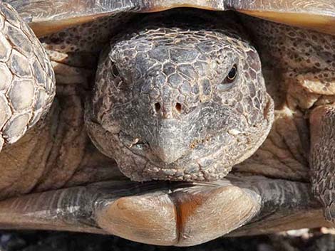 Desert Tortoise (Gopherus agassizii)