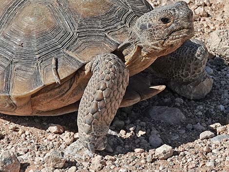 Desert Tortoise (Gopherus agassizii)