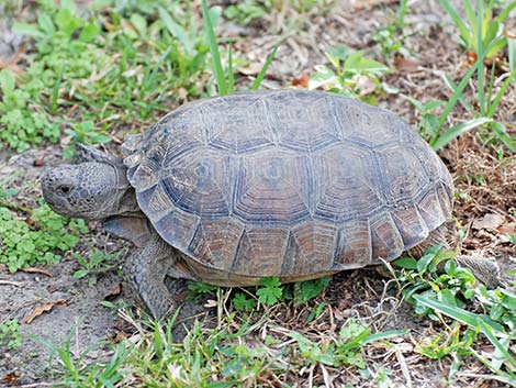 Gopher Tortoise (Gopherus polyphemus)