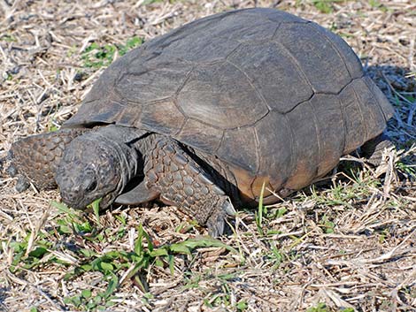 Gopher Tortoise (Gopherus polyphemus)