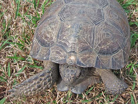 Gopher Tortoise (Gopherus polyphemus)