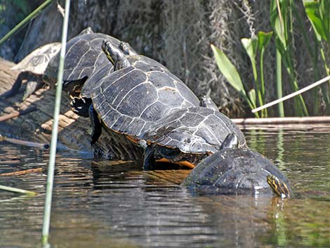 Suwannee Cooter (Pseudemys concinna suwanniensis)