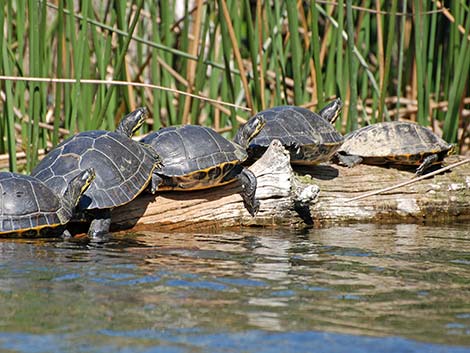 Suwannee Cooter (Pseudemys concinna suwanniensis)