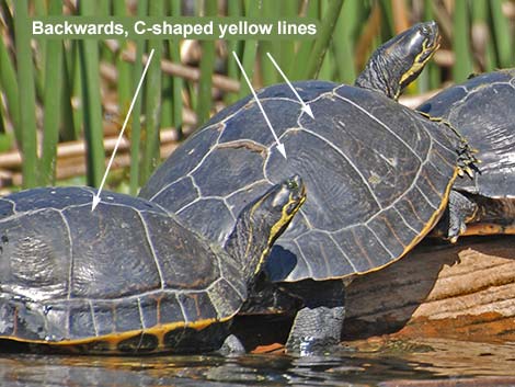 Suwannee Cooter (Pseudemys concinna suwanniensis)