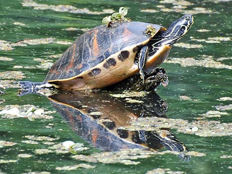 Florida Red-bellied Cooter (Pseudemys nelsoni)