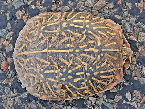 Desert Box Turtle (Terrapene ornata luteola)