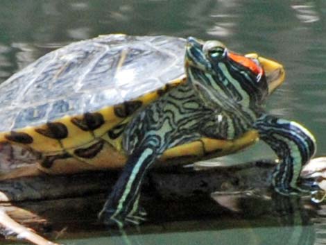 Red-eared Sliders (Trachemys scripta elegans)