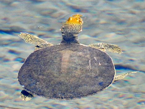 Texas Softshell (Apalone spinifera emoryi)