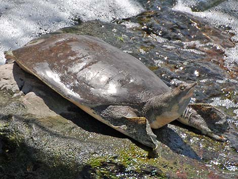 Spiny Softshell (Apalone spinifera emoryi)