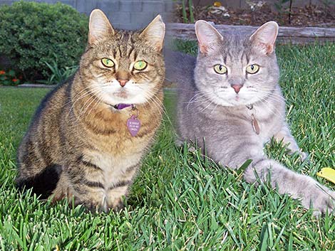 Still life with cats