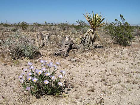 Starlight Road property