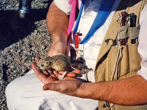 kangaroo rat